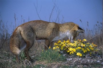 Red Fox hunting in the flowers France