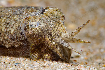 Common cuttlefish (Sepia officinalis) juvenile in defensive position  Around the Island of Oleron  Atlantic Ocean  France