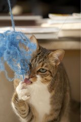 Katze spielt mit einem Wollball Frankreich