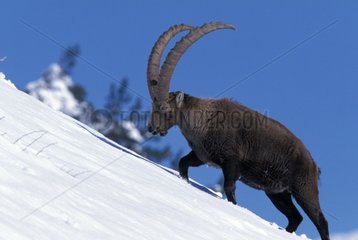 Male Ibex walking in the snow Vanoise NP