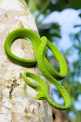 Vine snake (Ahaetulla prasina) on a trunk  Tomohon North Sulawesi.