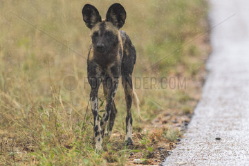 African Wild Dog (Lycaon pictus) in the rain  South Africa  Kruger national park