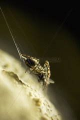 Cave spider eating its prey in its web Italy