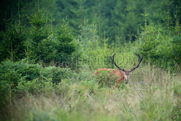 Red Deer (Cervus elaphus) male  Ardennes  Belgium