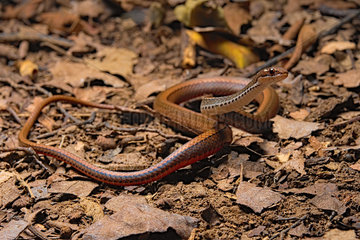 Adorned Graceful Brown Snake (Rhadinaea decorata)  Costa Rica