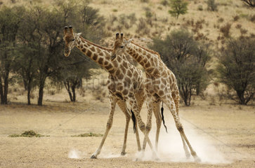 Southern Giraffe (Giraffa giraffa). Fighting males in the dry Auob riverbed. Kalahari Desert  Kgalagadi Transfrontier Park  South Africa.