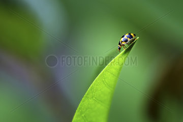 Ladybug (Coccinellidae sp) on a leaf  France