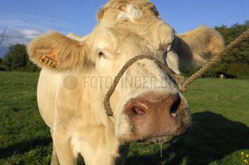 Charolaise bovine suffering from blue tongue disease France