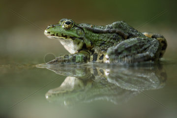 Eurasian Marsh Frog (Rana ridibunda) in water  Bulgaria