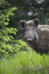 Portrait of Wild boar (Sus scrofa) in undergrowth  Ardennes  Belgium
