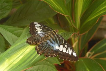 Parthenos Tigrina Butterfly