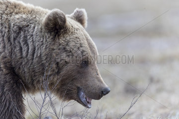 Portrait of Brown bear (Ursus arctos)  Finland