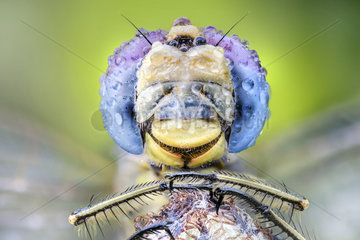 Lightblue eyes dragonfly  Luzzara  Reggio Emilia  Italy