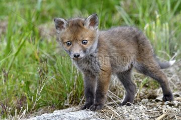 Red fox (Vulpes vulpes) young in grass  Doubs  Franche-Comte  France