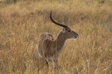 Lechwe (Kobus leche) eating grass  Botswana
