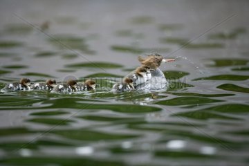 Goosander swimming with its chicks Munchen Germany