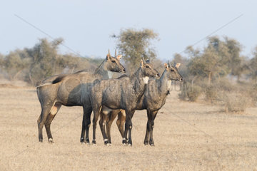 Nilgai or blue bull (Boselaphus tragocamelus)  males  Bikaner  Rajasthan  India