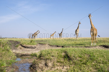 Masai Giraffe (Giraffa cameleopardalis tippelskirchi)  group at water hole  Masai-Mara National Reserve  Kenya