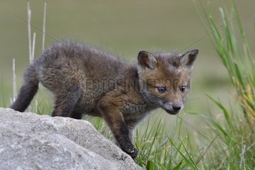Red fox (Vulpes vulpes) young on a rock  Doubs  Franche-Comte  France