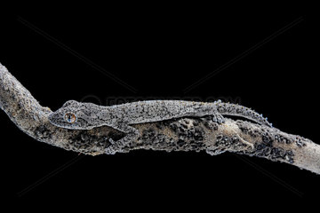 Eastern Spiny-tailed Gecko (Strophurus williamsi) on black back ground