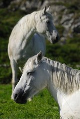 Connemara Ponies Ireland