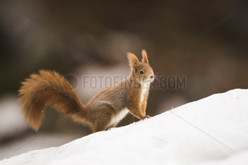 Red squirrel (Sciurus vulgaris) in the snow  Switzerland