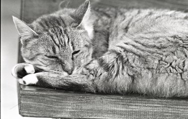 Katzenschlaf Zuflucht von Beauregard Frankreich