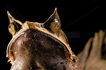 Long-nosed horned frog (Megophrys nasuta) on black background.