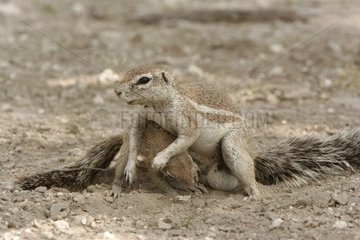 Männliche Eichhörnchen  die einen jungen Nationalpark von Etosha pflegen