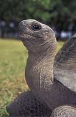 Tortue éléphantine d'Aldabra Seychelles