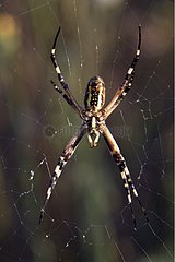 Wasp spider on his cobweb in Provence France