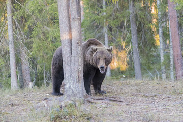 Brown bear (Ursus arctos)male in forest  Finland