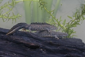 Pair of Great crested newt on a branch under water