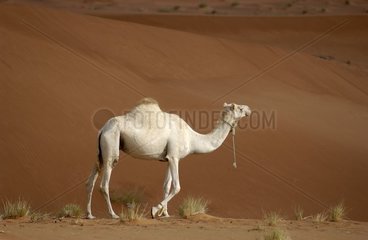 Dromedary in the desert United Arab Emirats