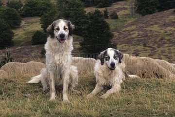Pyrenean Mountains dogs guarding a herd Ardèche