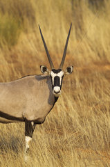 Gemsbok (Oryx gazella). Male. Kalahari Desert  Kgalagadi Transfrontier Park  South Africa.
