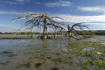 Dead tree in the Punewa estuary New Zealand