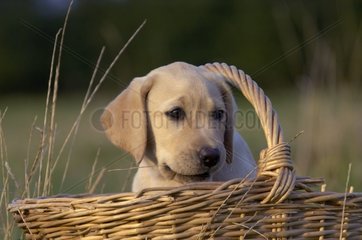 3 Monate alter junger Labrador in einem Korb