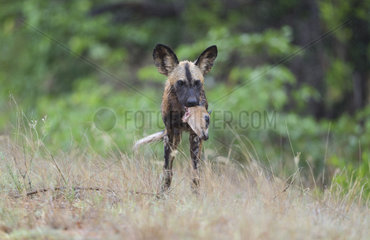 African Wild Dog (Lycaon pictus) in the rain with prey in the mouth  South Africa  Kruger national park