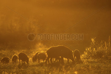 Wild boar (Sus scrofa) sow and piglets at dusk  Ardennes  Belgium
