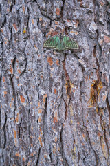Spanish moon moth (Graellsia isabellae) on bark  The Ports Natural Park  Terres de L'Ebre  Tarragona  Catalonia  Spain  Europe