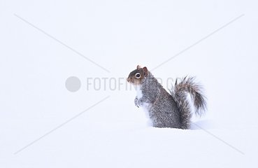 Gray squirrel (Sciurus carolinensis) in the snow  Quebec  Canada