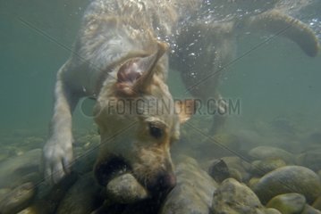 Labrador Retriever bringing stones from the bottom of Verdon