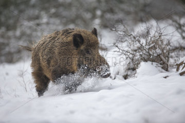 Wild boar (Sus scrofa) in snow  Ardennes  Belgium