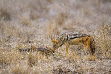 Black-backed jackal (Canis mesomelas) feeding young in Kruger National park  South Africa