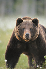 Portrait of Brown Bear (Ursus arctos)  Finland