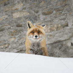 Portrait of Red fox (Vulpes vulpes) sitting in the snow  Valsavarenche  Aosta Valley  Alps  Italy