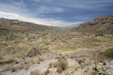 Traditional Andean Terraced Cultures  Rio Colca Valley  Maca Area  Arequipa Region  Peru