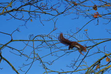 Eurasian red squirrel (Sciurus vulgaris)  jumping   Lorraine  France