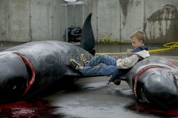 150 Langzeitpilotwale gejagte Färöerinseln
